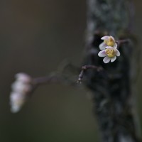 Chiloschista fasciata (F.Muell.) Seidenf. & Ormerod